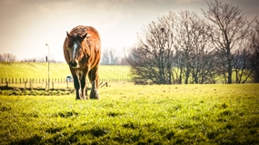 牧场草地骏马吃草图片